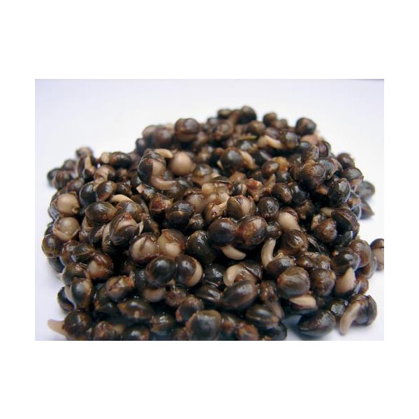 General Baits főtt kendermag